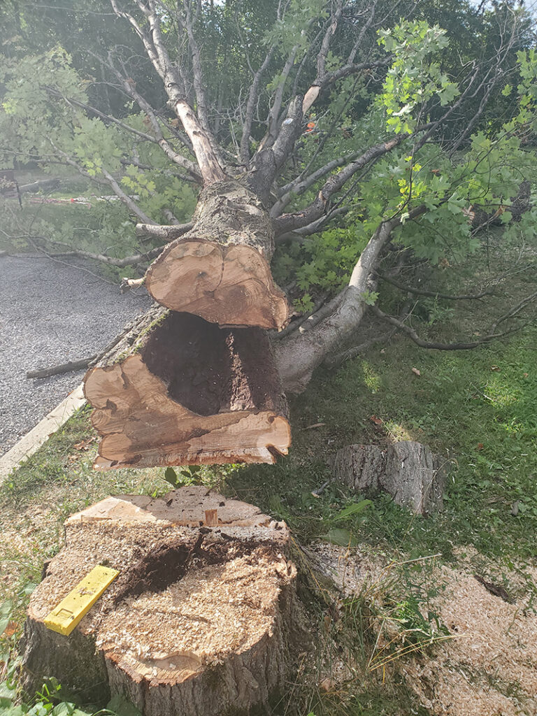 Tree Removal Services