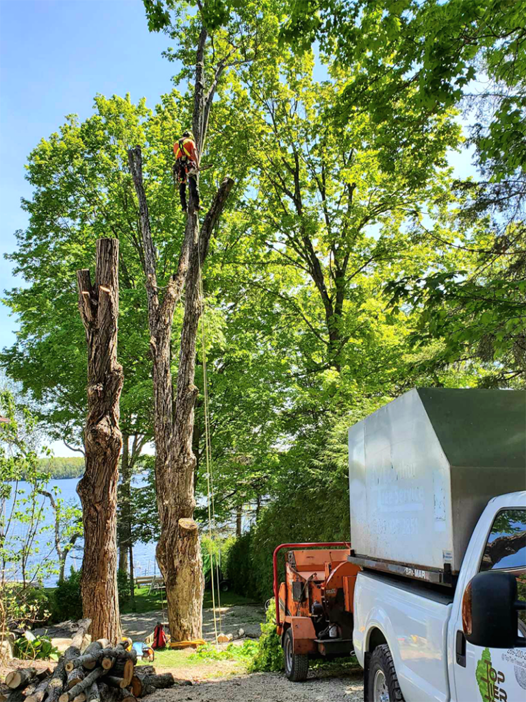 Tree Services Peterborough ON