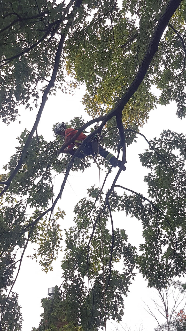 Tree Trimming Peterborough ON