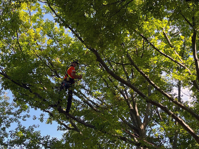 What Is Tree Pruning