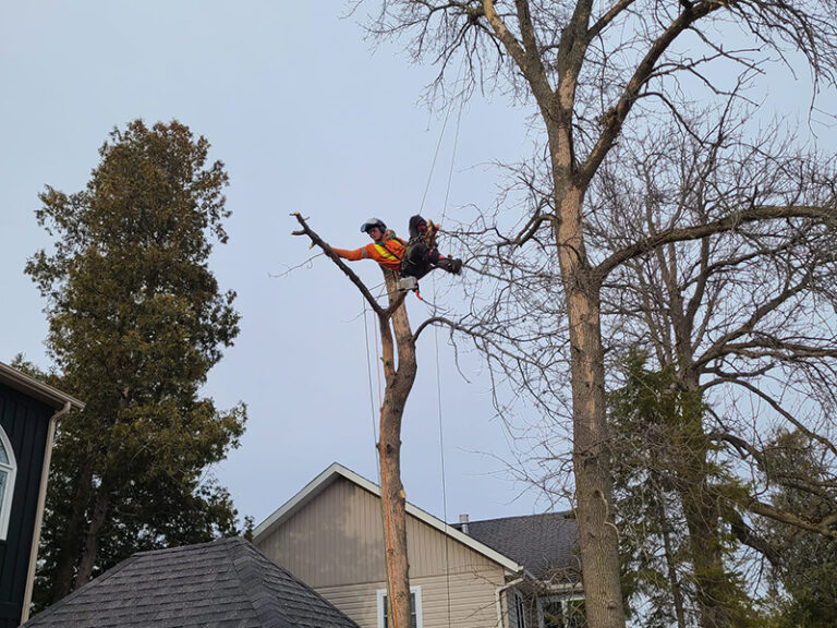 A Complete Guide To Tree Removal